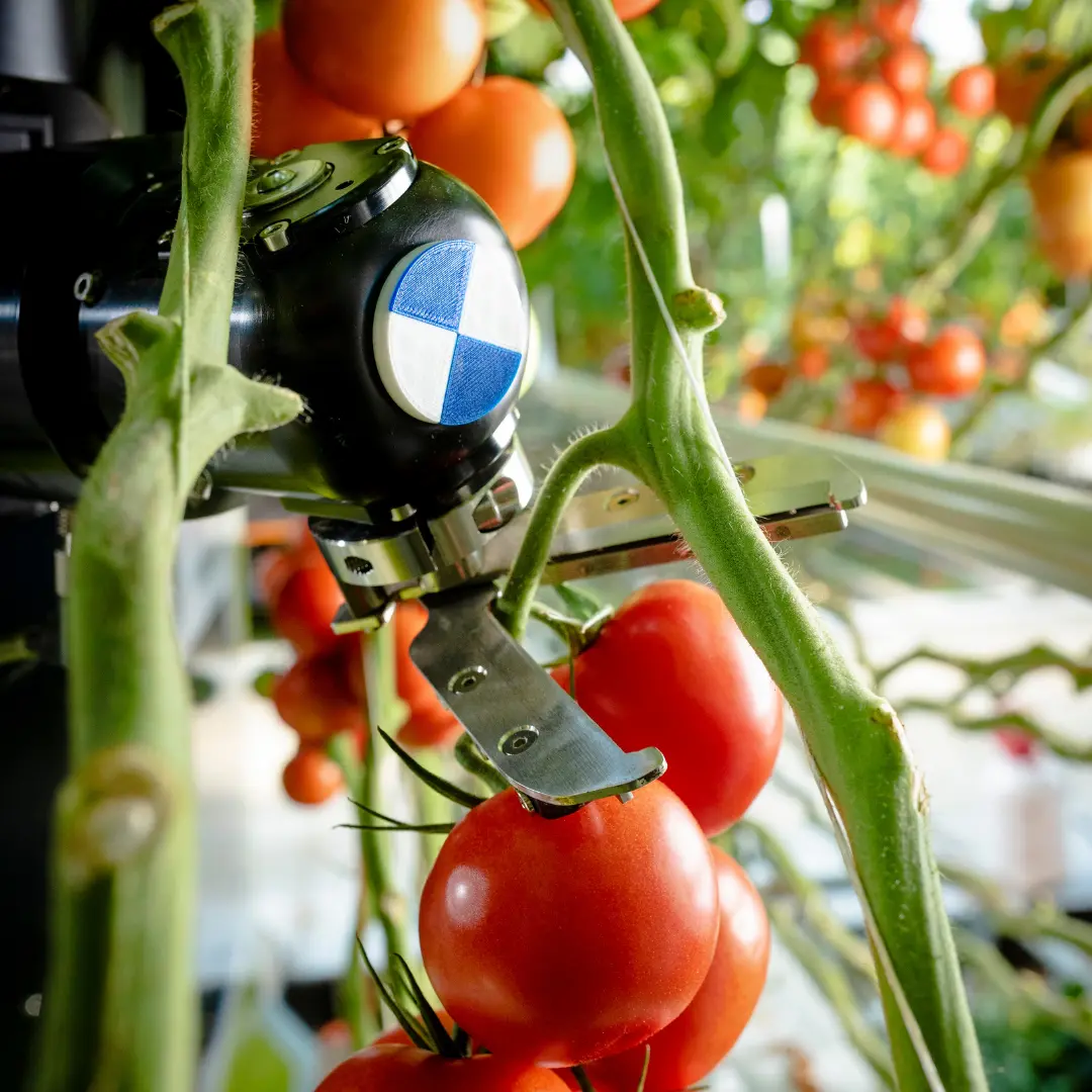 Robot harvesting tomatoes